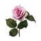 48-Pack: Lavender Open Rose Stem with Lifelike Silk Foliage by Floral Home®